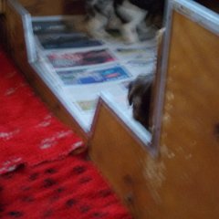 DSCN0333